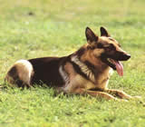 Adestramento de cães em Balneário Camboriú